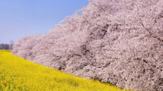 熊谷桜堤の桜と菜の花