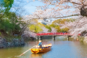 姫路城内堀の桜