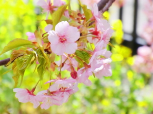 淀水路の河津桜と菜の花