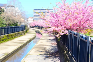 淀水路の河津桜