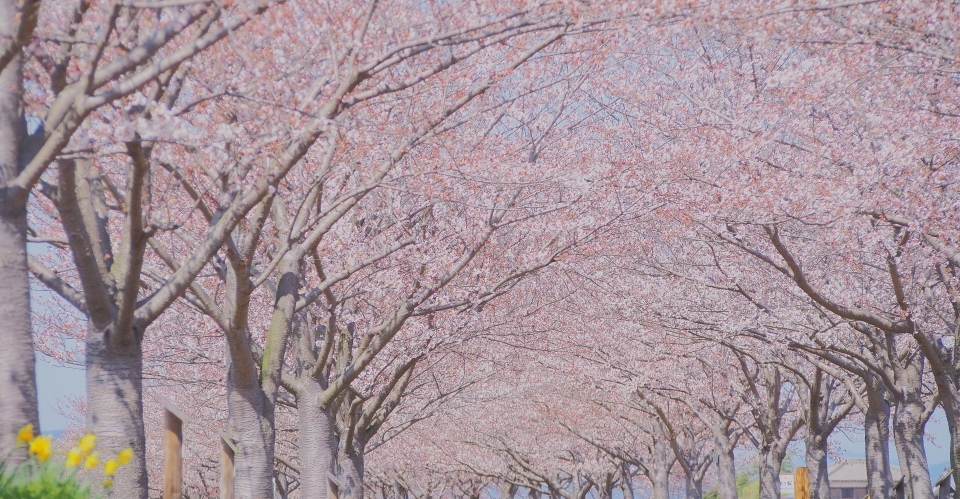 回廊 づつみ 小野 桜 おの桜づつみ回廊2018 桜の絶景！西日本最大級の桜並木